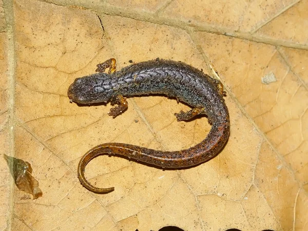 Salamandra de cuatro dedos en Illinois —  Fotos de Stock