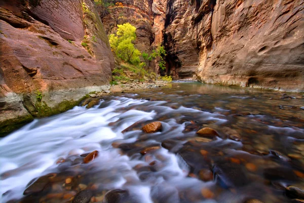 Zion kanyonunun daralması — Stok fotoğraf