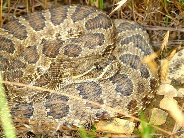 Pradera serpiente de cascabel Dakota del Sur — Foto de Stock