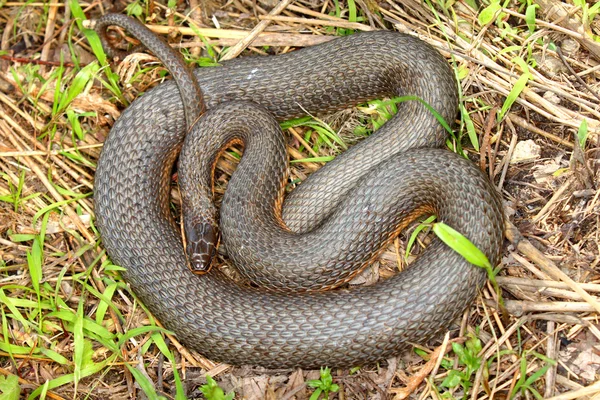 Queen Snake in Illinois — Stock Photo, Image