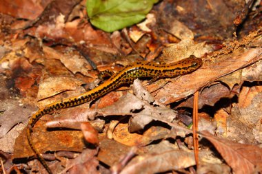 Uzun kuyruklu semender (Eurycea longicauda)