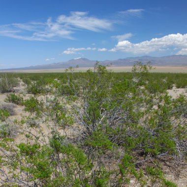 Mojave Çölü - Güney Kaliforniya