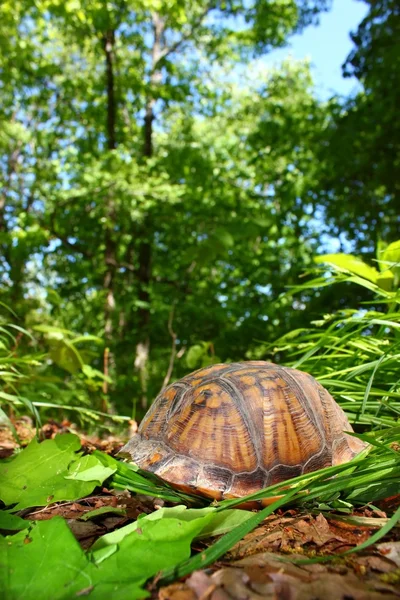 Kutusu kaplumbağa (Terrapene carolina) — Stok fotoğraf