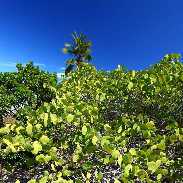 Beef Island - British Virgin Islands — Stock Photo, Image