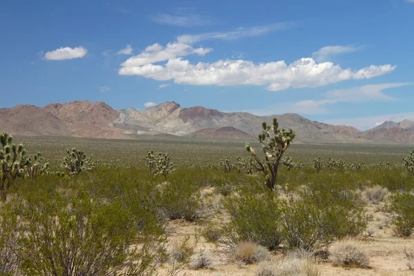 Deșertul Mojave - sudul Californiei — Fotografie, imagine de stoc