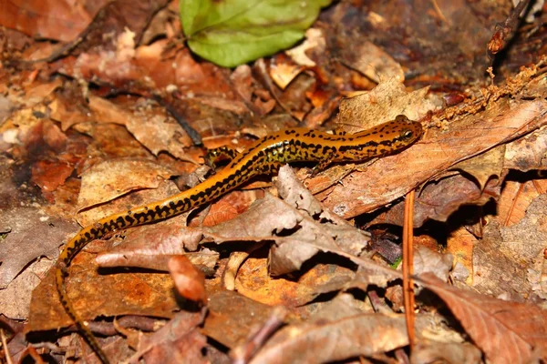 Long-tailed Salamandra (Eurycea longicauda) — Zdjęcie stockowe