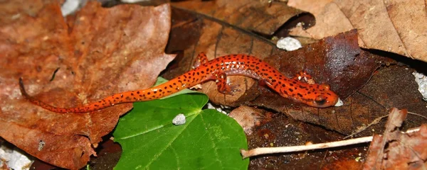 Cave Salamander (Eurycea lucifuga) — Stock Photo, Image