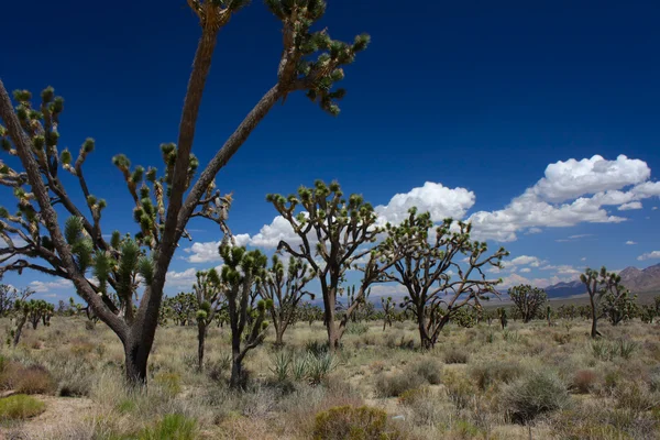 Joshua fák a mojave-sivatagban — Stock Fotó