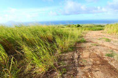 st kitts şeker kamışı alanları