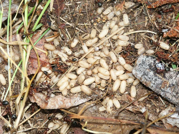 Αποικία μυρμηγκιών και αυγά — Φωτογραφία Αρχείου