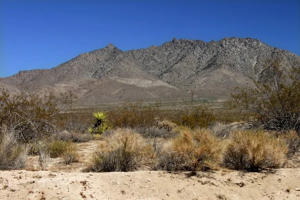 Mojaveöknen - södra Kalifornien — Stockfoto