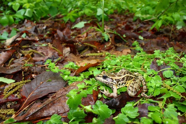 Pickerel Frog (Rana palustris) ) — стоковое фото