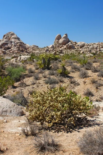 Mojave Ørken - det sydlige Californien - Stock-foto