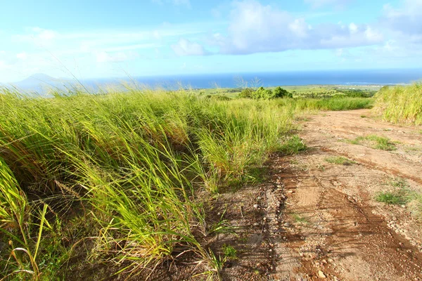 Sugar Cane fields of St Kitts — Stock Photo, Image