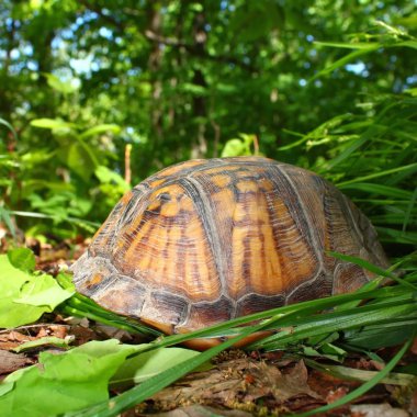 Kutusu kaplumbağa (Terrapene carolina)