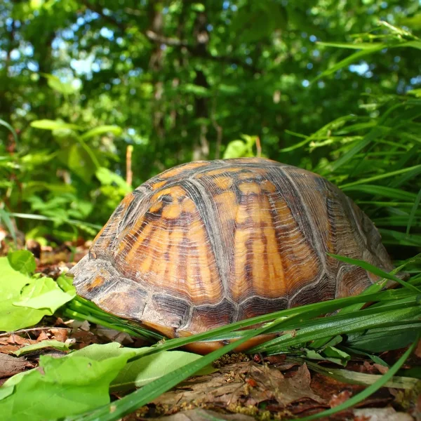 Scatola tartaruga (Terrapene carolina ) — Foto Stock