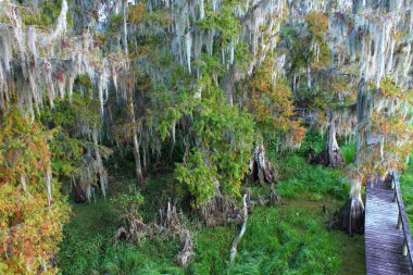 Florida Swamp clipart