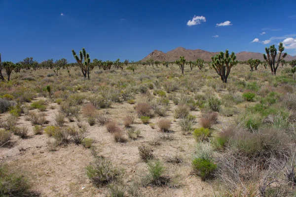 Desierto de Mojave - sur de California —  Fotos de Stock