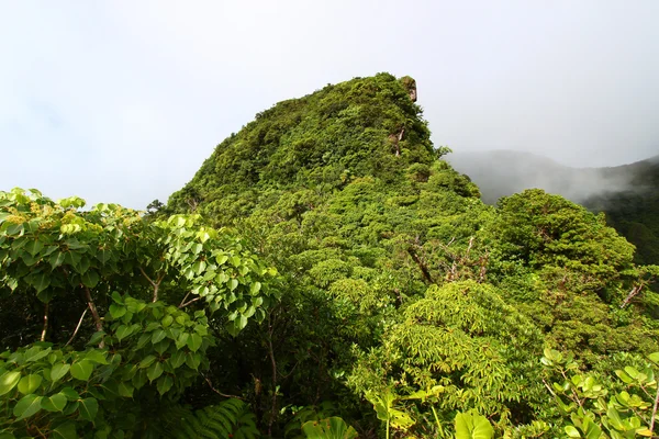 セントクリストファーネイビスの熱帯雨林 — ストック写真