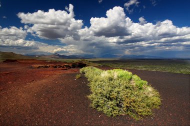 Flowers at Craters of the Moon clipart