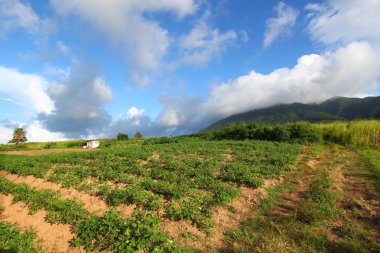 Fields of Saint Kitts clipart