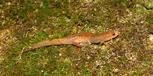 Саламандра сутінкову (Desmognathus conanti) — стокове фото