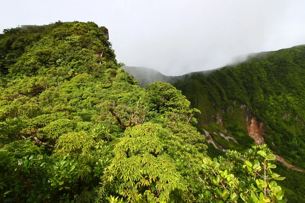 セントクリストファーネイビスの熱帯雨林 — ストック写真