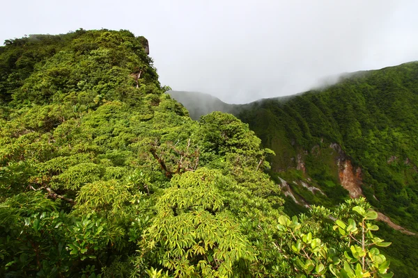 Stock image Rainforest of Saint Kitts