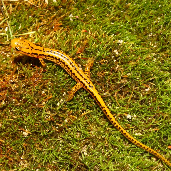 Salamandra de cola larga (Eurycea longicauda ) — Foto de Stock