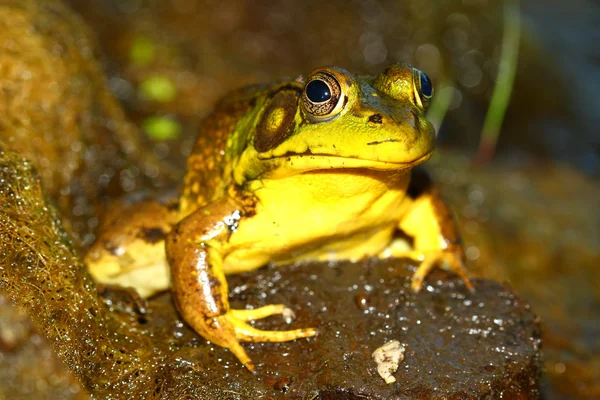 Зелена жаба (Rana clamitans) — стокове фото