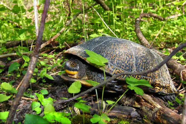 Черепаха Бландингса — стоковое фото