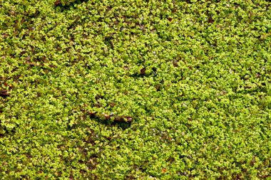 Duckweed Background clipart