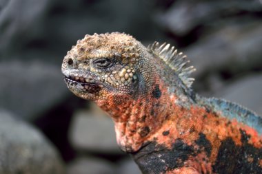 Espanola deniz iguana içindeki galapagos