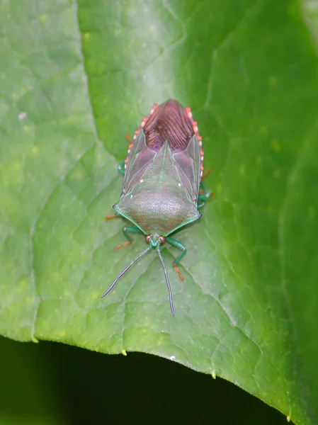 热带雨林昆虫在波多黎各 — 图库照片