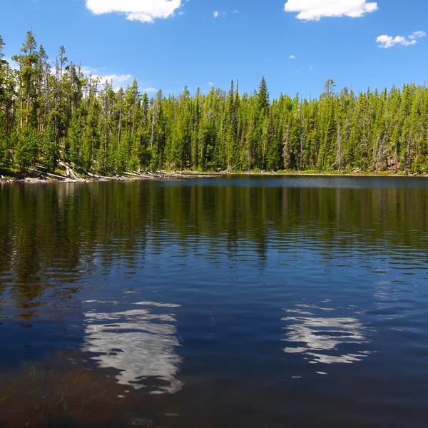 Topper lake van yellowstone wyoming — Stockfoto