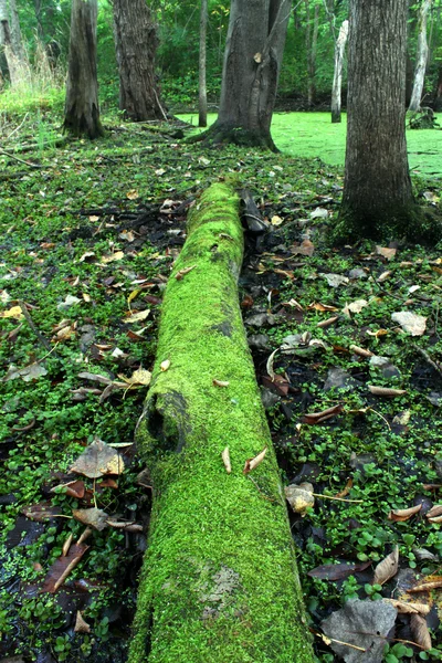 在森林里的苔藓覆盖日志 — 图库照片