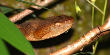 Copperhead Snake - United States clipart