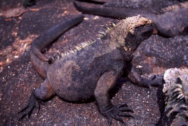 Marine Iguana (Amblyrhynchus cristatus cristatus) clipart