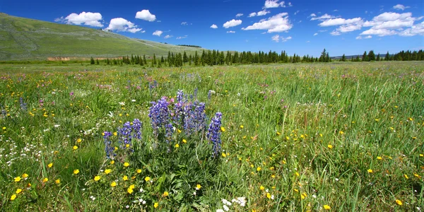 Bighorn national forest wilde bloemen — Stockfoto