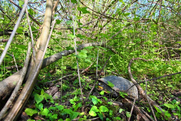 Blandings χελώνα ανάπαυσης στην ξηρά — Φωτογραφία Αρχείου