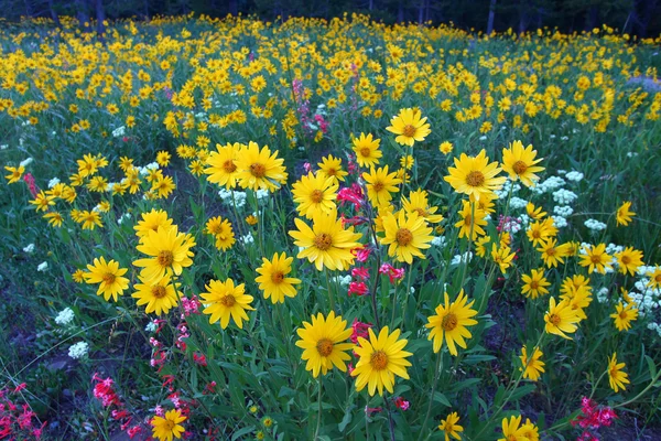 Fleurs sauvages Grand Teton — Photo