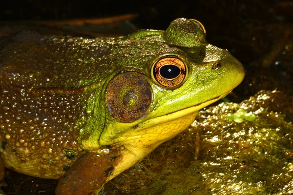 일리노이 있는 녹색 개구리 — 스톡 사진