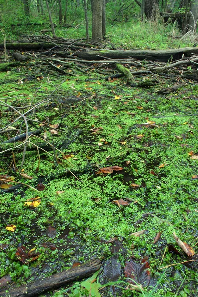 Лес и болота — стоковое фото