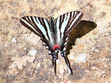 Zebra Swallowtail (Eurytides marcellus) clipart