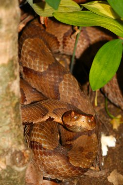 Copperhead Snake (Agkistrodon contortrix) clipart