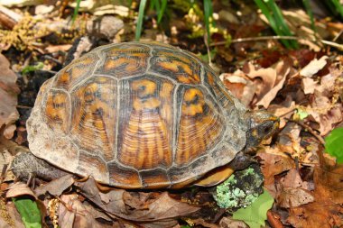 Kutusu kaplumbağa (Terrapene carolina)