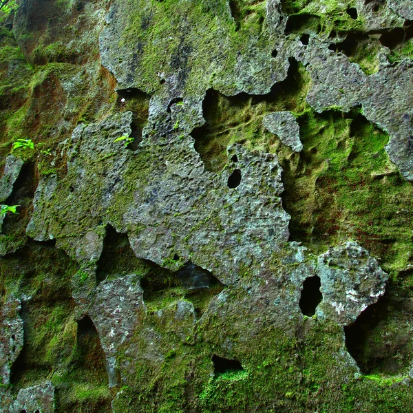 Mossy rock fundo — Fotografia de Stock