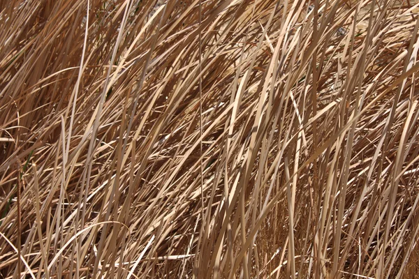 枯れ草の背景 — ストック写真