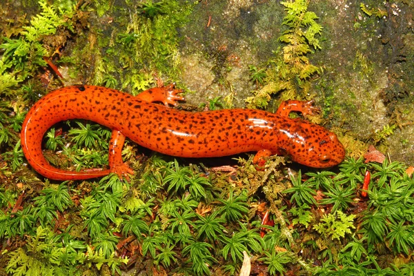 Piros szalamandra (Pseudotriton ruber) — Stock Fotó