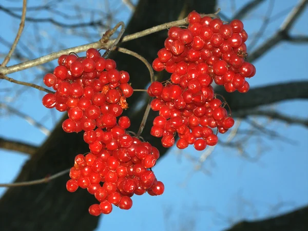 Яскраві червоні ягоди фону — стокове фото